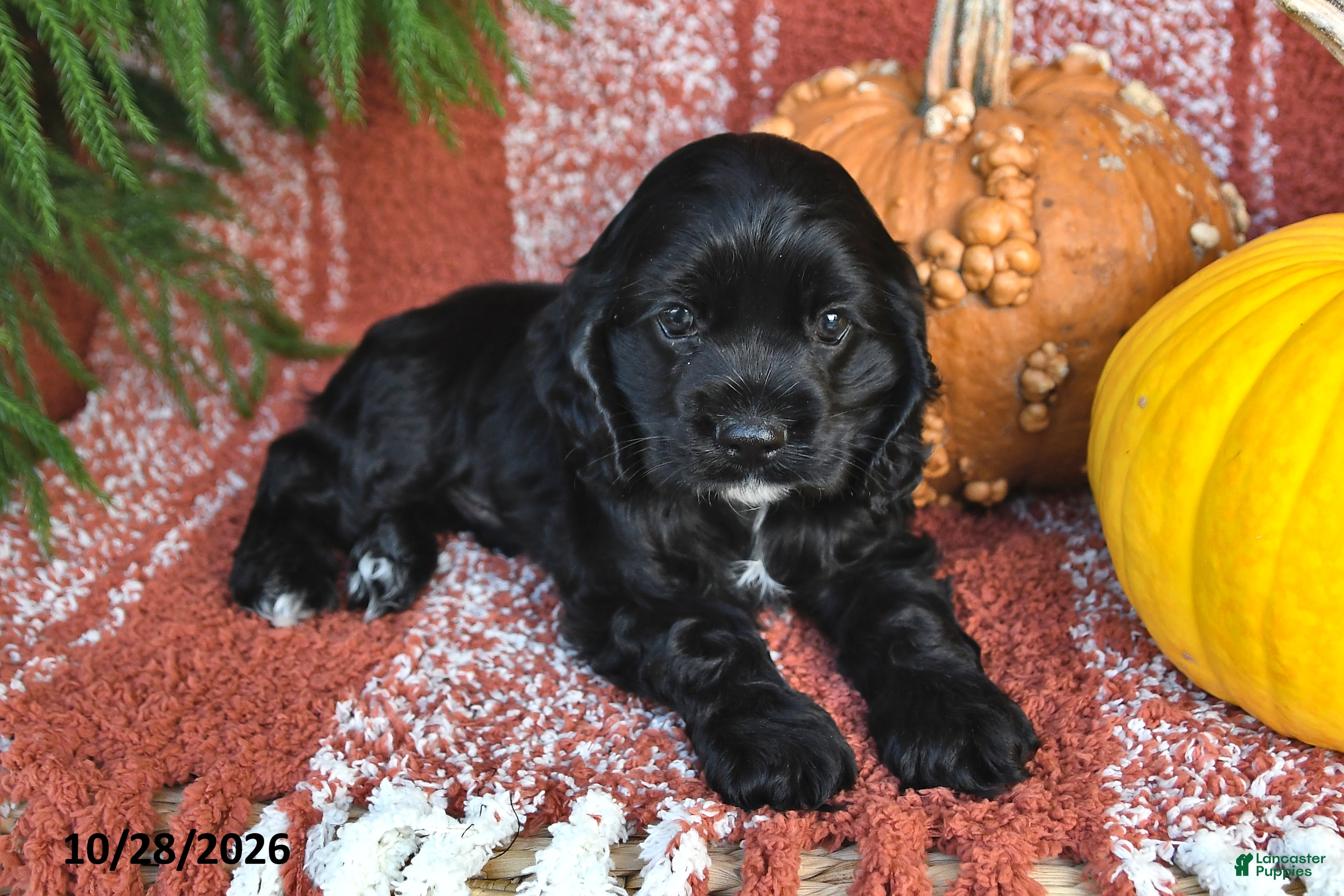 Cocker Spaniel dogs for sale: Smokey Bear - Ad 2