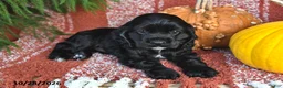Cocker Spaniel dogs for sale: Smokey Bear - Ad 2