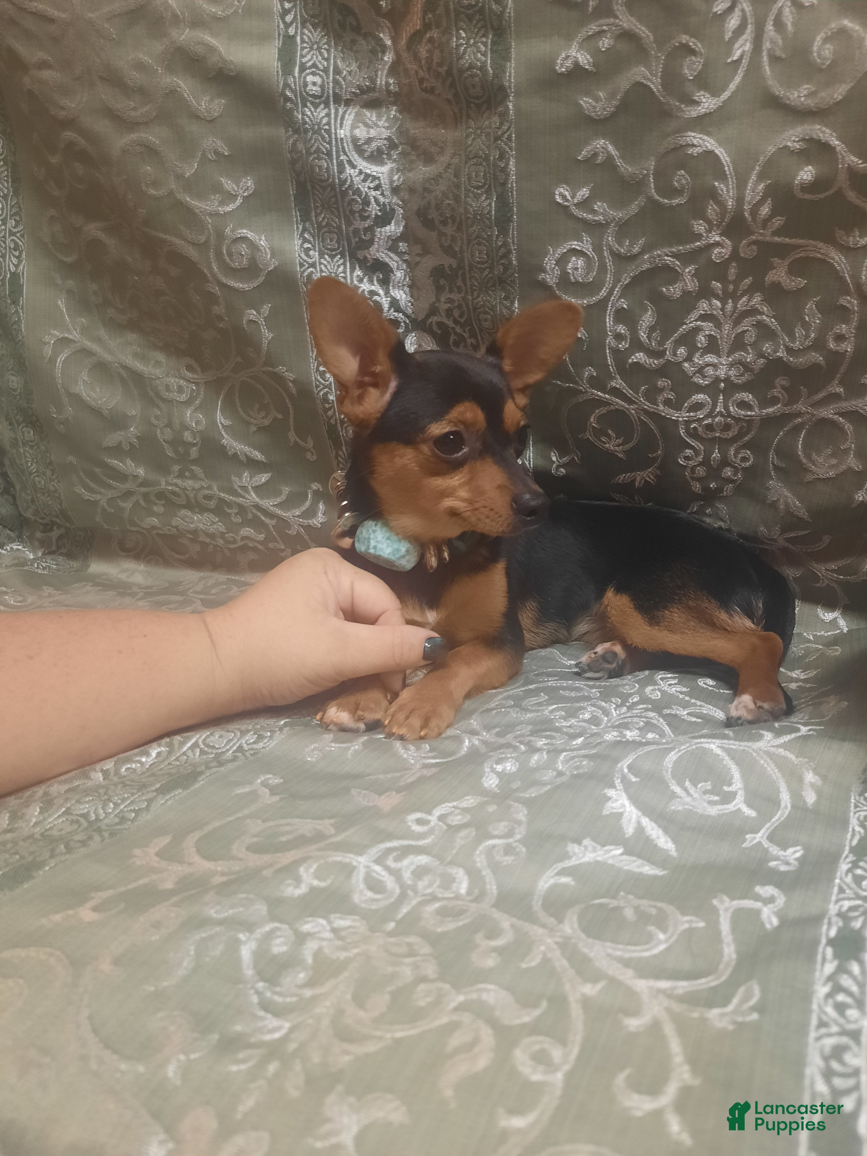 Chihuahua dogs KiKi ♡ - Ad 1