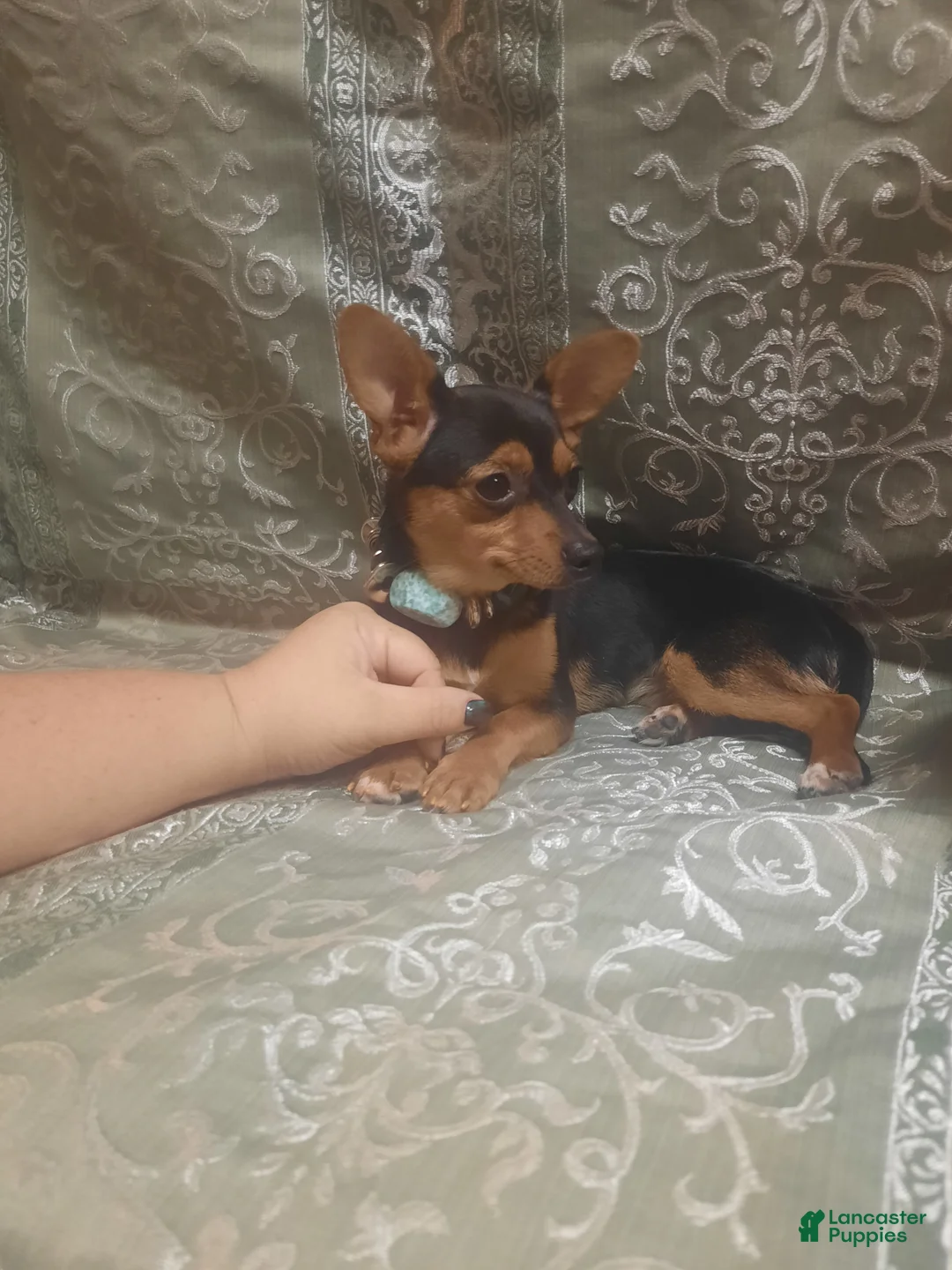 Chihuahua dogs for sale: KiKi ♡ - Ad 1