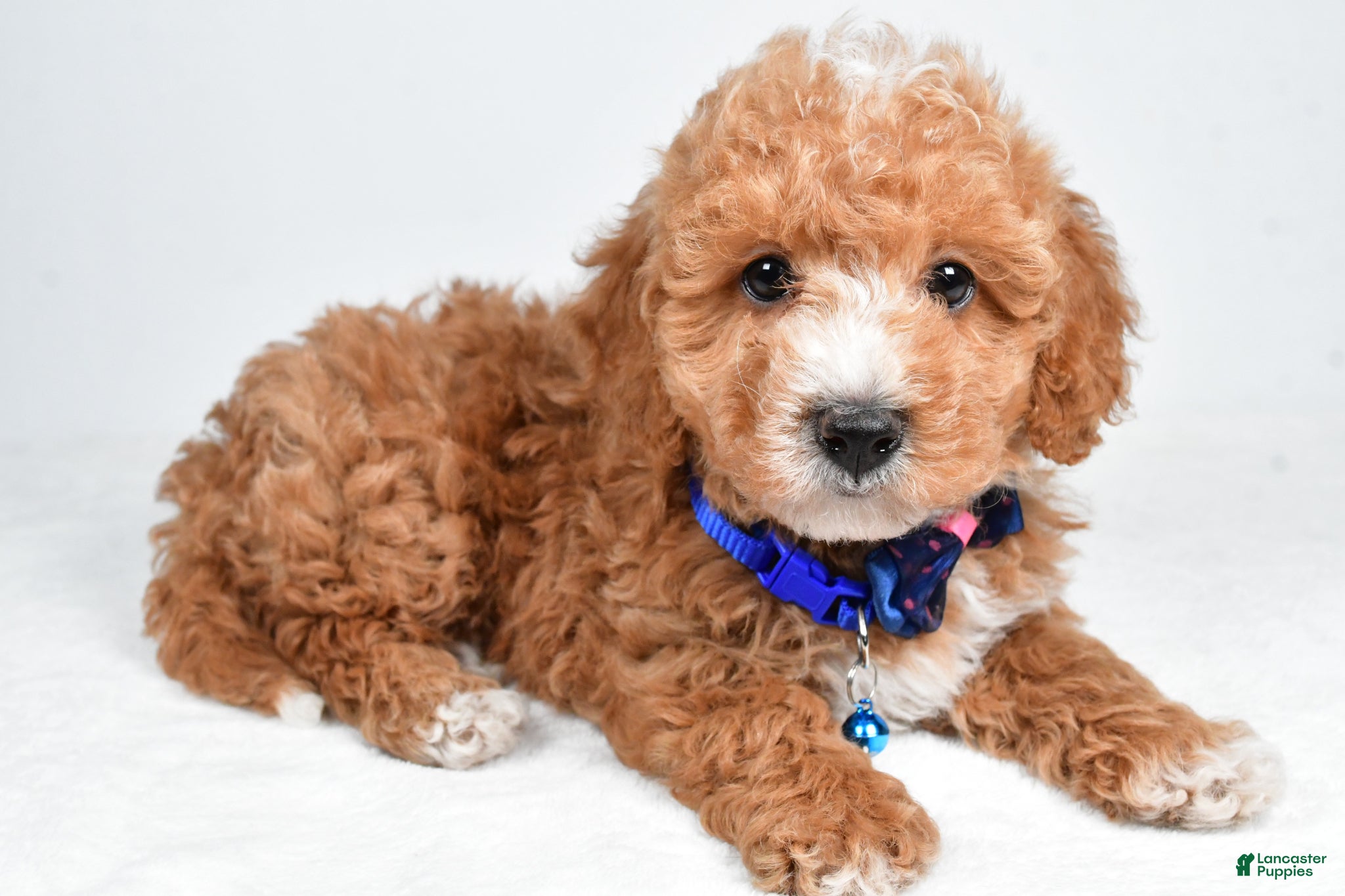 Maltipoo dogs Captain - Ad 2
