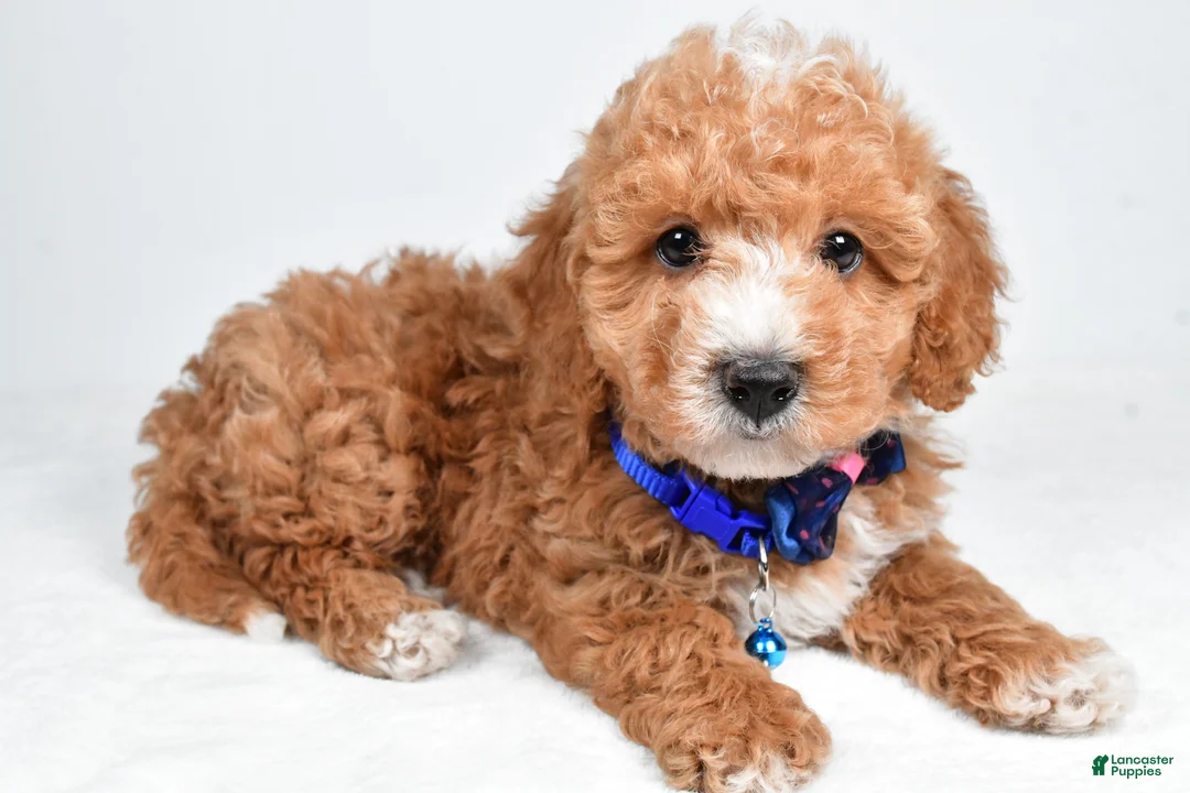 Maltipoo dogs for sale: Captain - Ad 2