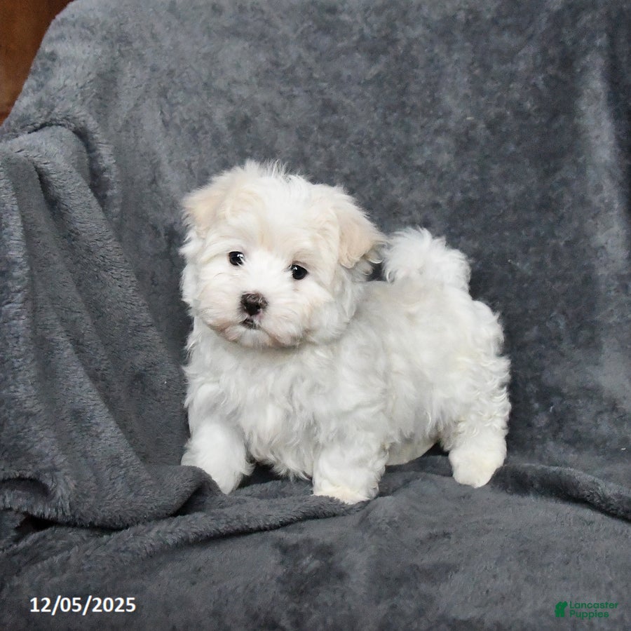 Maltese dogs James   - Ad 25