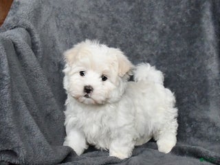 Maltese dogs James - Ad 2