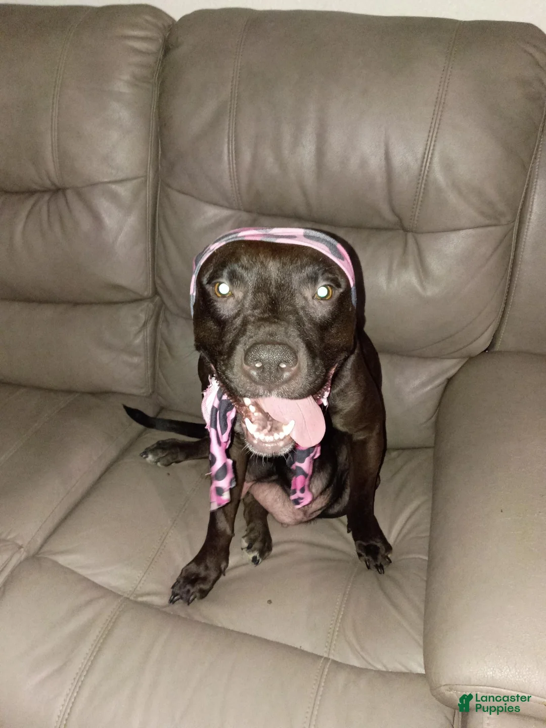 Mixed Breed dogs for sale: Mixed Breed 5 - Ad 3