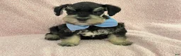 Miniature Schnauzer dogs for sale: Mae Male 1 Black & Silver AKC - Ad 2