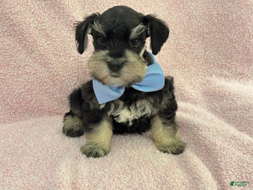Miniature Schnauzer dogs for sale: Mae Male 1 Black & Silver AKC - Ad 2