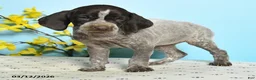 German Shorthaired Pointer dogs for sale: Tammy - Ad 4