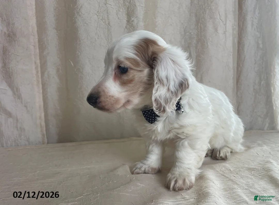 Miniature Dachshund dogs for sale: Valentine - Ad 2