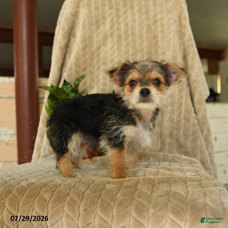 Morkie dogs for sale: Norman - Ad 4