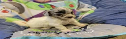 Shihpoo dogs for sale: Sky - Ad 1
