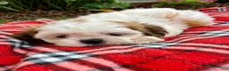 Shih Tzu dogs for sale: Sadie - Ad 4