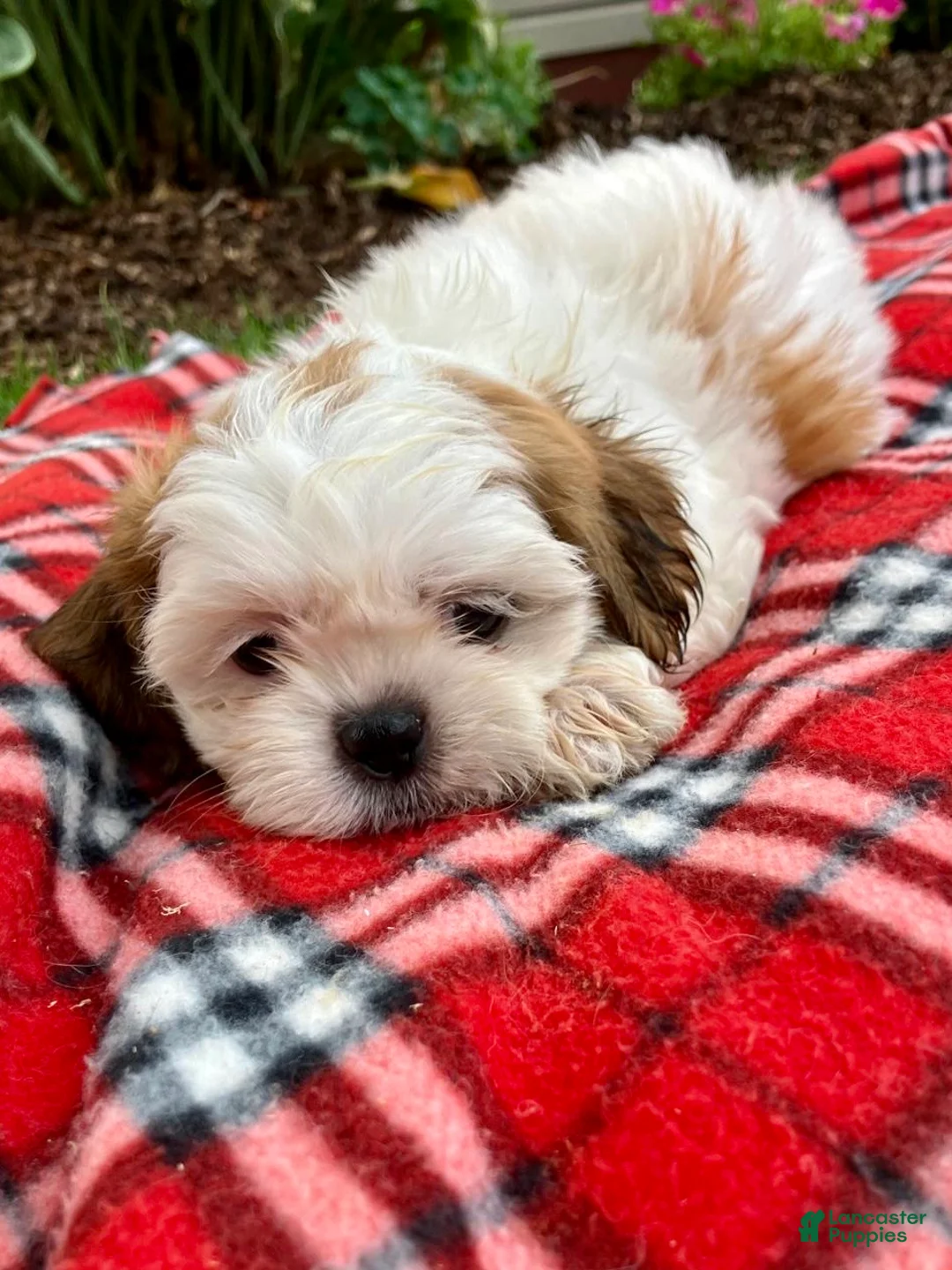 Shih Tzu dogs for sale: Sadie - Ad 4