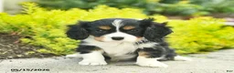 Cavalier King Charles Spaniel dogs for sale: Honey   - Ad 3