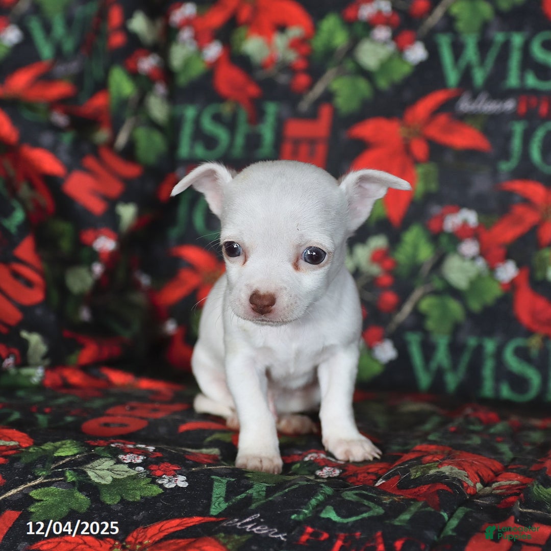 Chihuahua dogs for sale: Peanut  - Ad 3