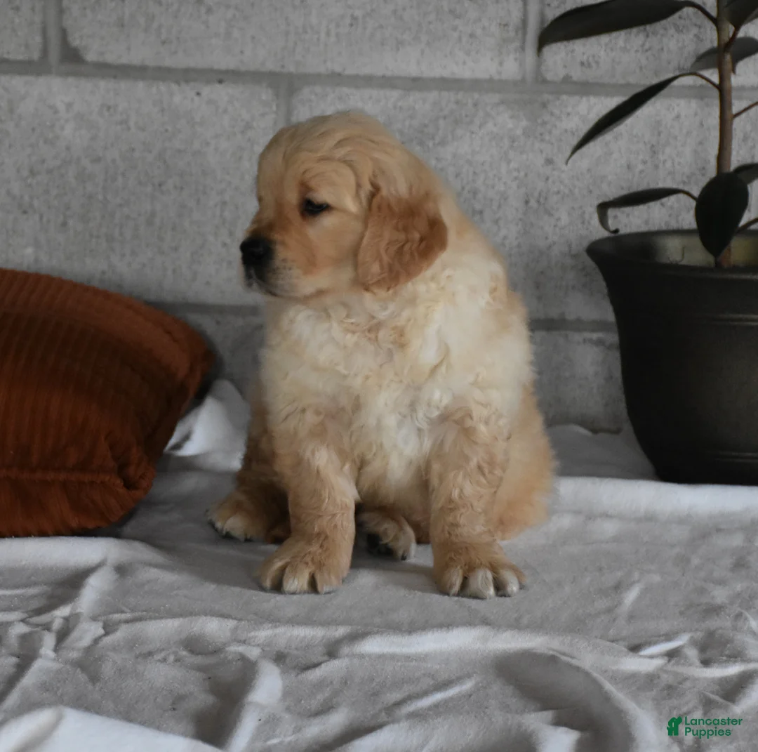 Golden Retriever dogs for sale: Buster  Genteic/OFA - Ad 17