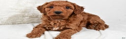 Mini Goldendoodle dogs for sale: Rowan - Ad 2