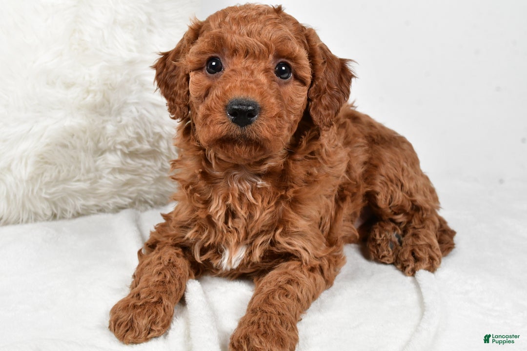 Mini Goldendoodle dogs for sale: Rowan - Ad 2