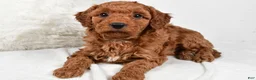 Mini Goldendoodle dogs for sale: Rowan - Ad 2