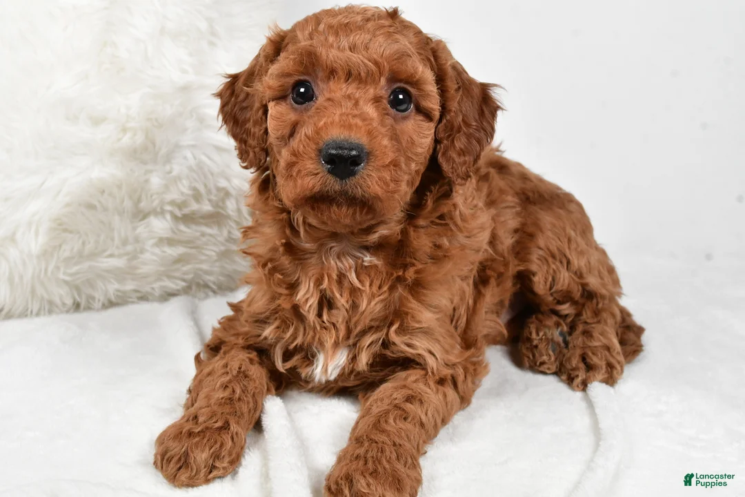 Mini Goldendoodle dogs for sale: Rowan - Ad 2