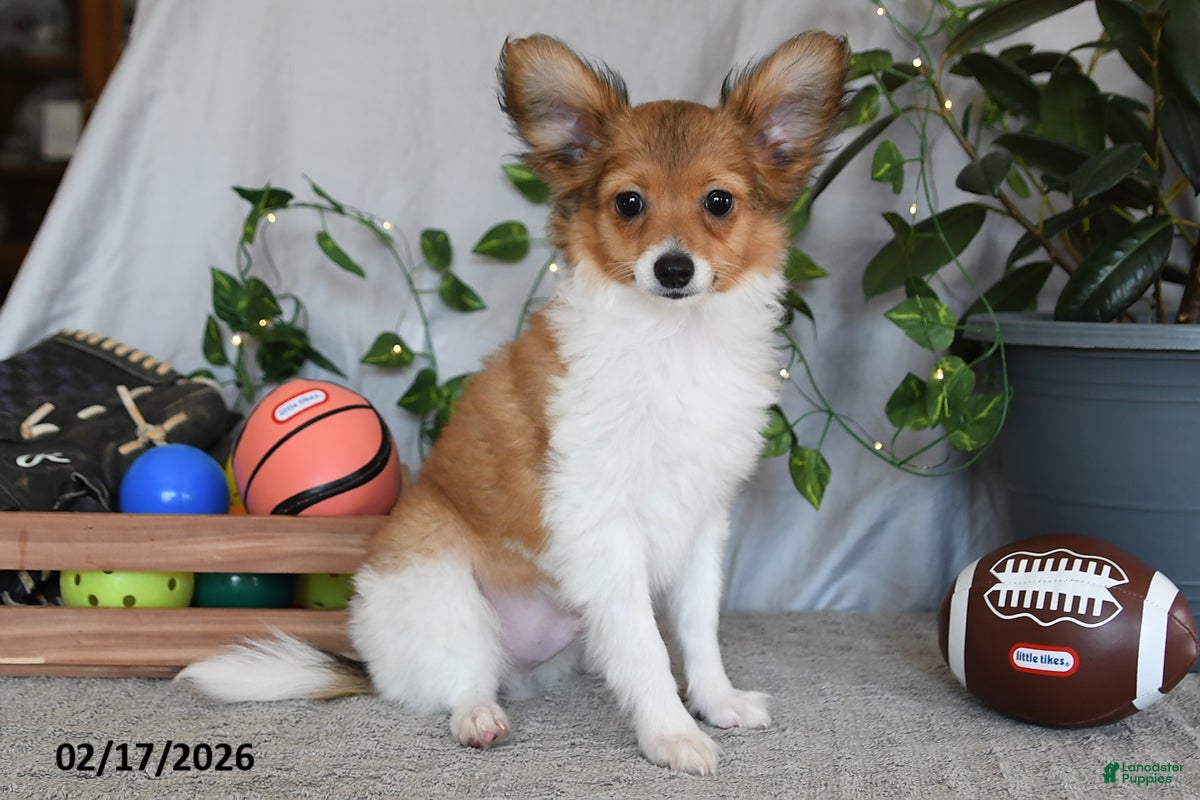 Papillon dogs Cruzer - Ad 1