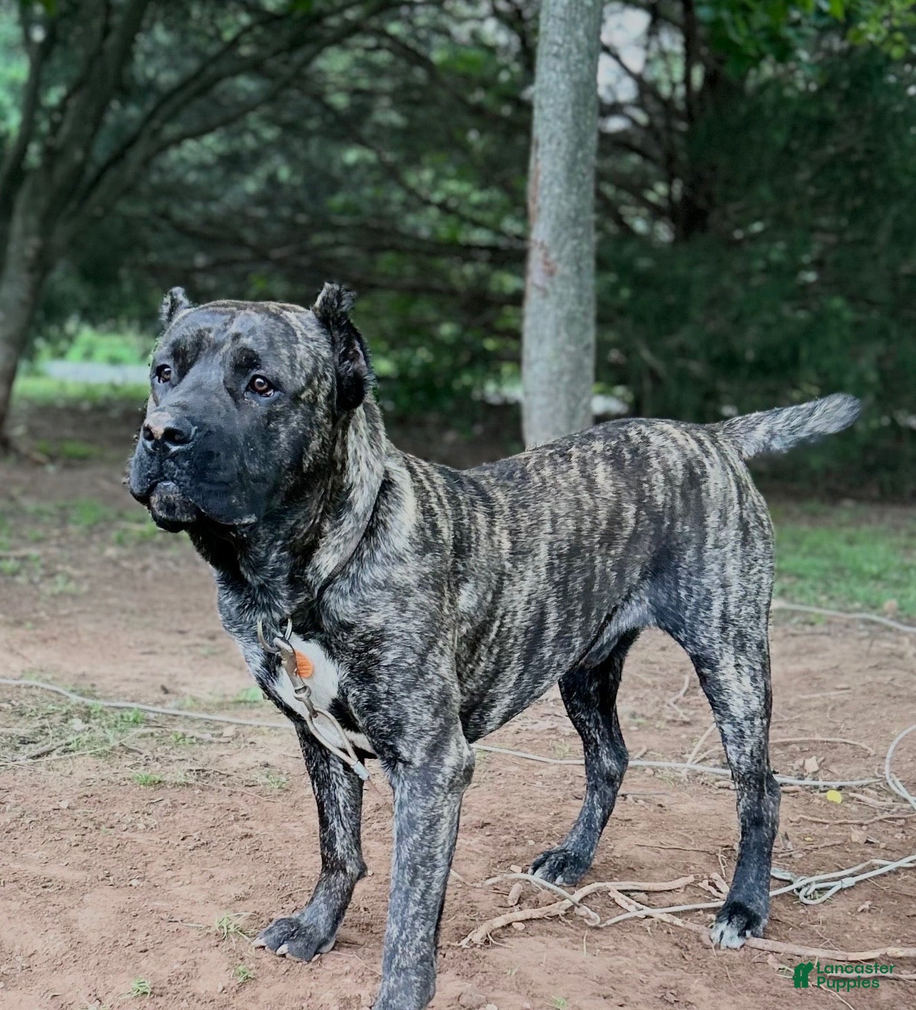 Cane Corso dogs Bear AKC Cane Corso - Ad 1