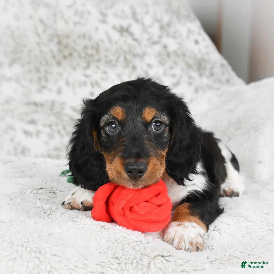 Miniature Dachshund dogs for sale: Charlie - Ad 11