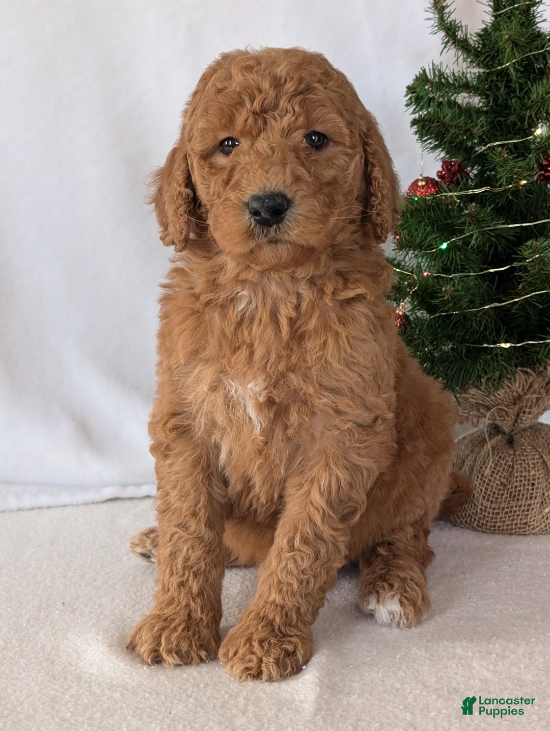 Goldendoodle dogs for sale: Miss Daisy  - Ad 18