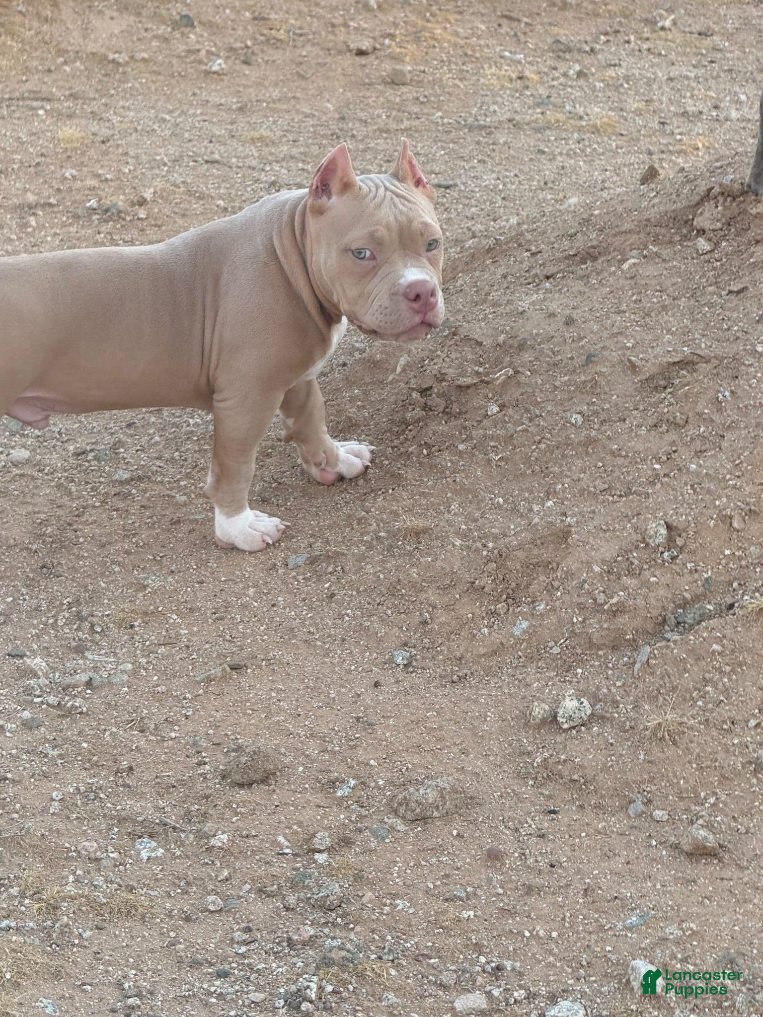 American Bully dogs American Bully 1 - Ad 2