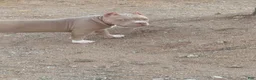 American Bully dogs for sale: American Bully 1 - Ad 2