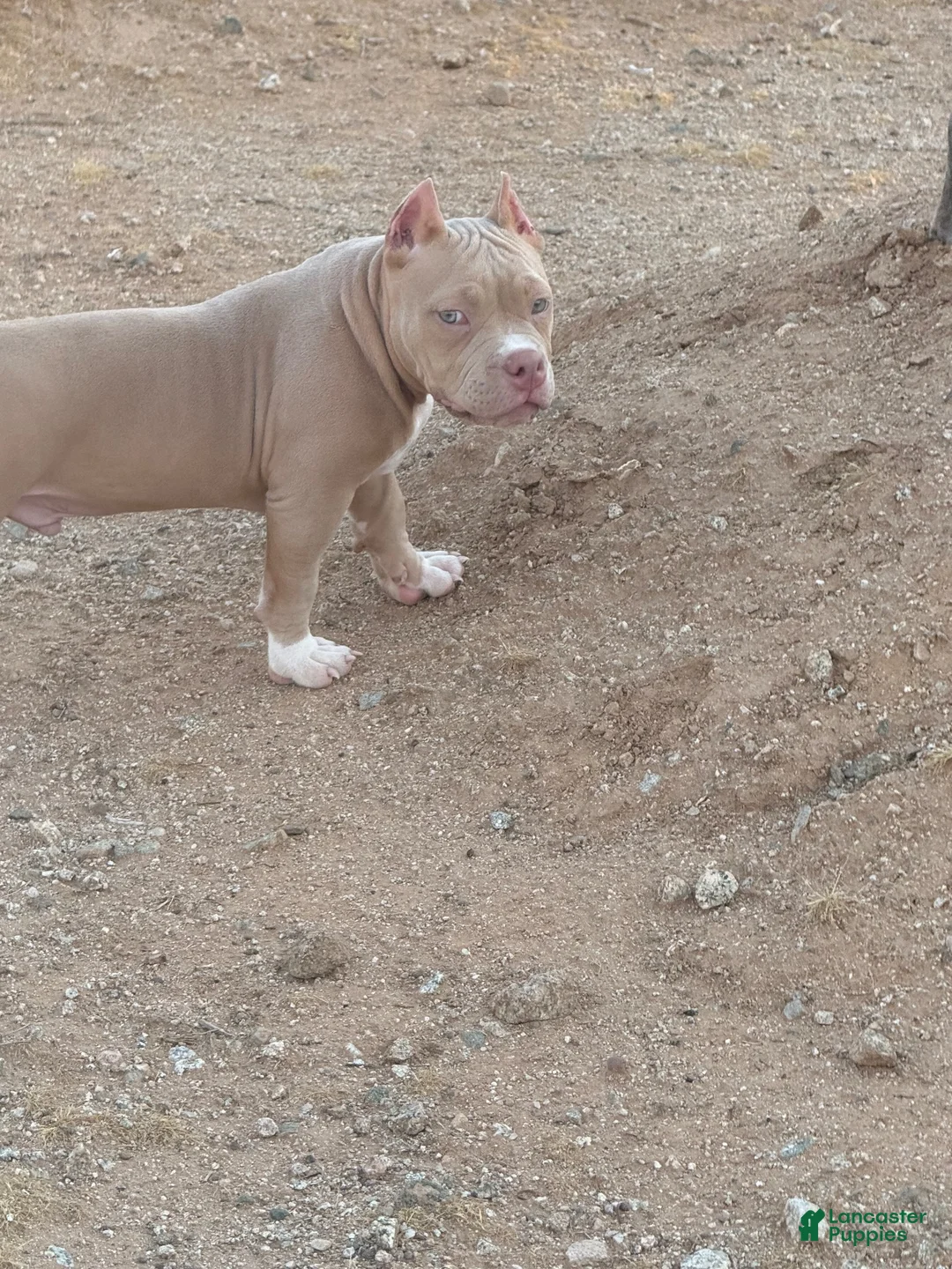 American Bully dogs for sale: American Bully 1 - Ad 2