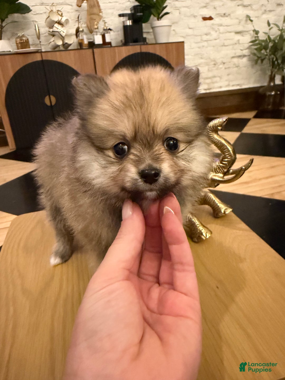 Pomeranian dogs for sale: Tinkerbell - Ad 6