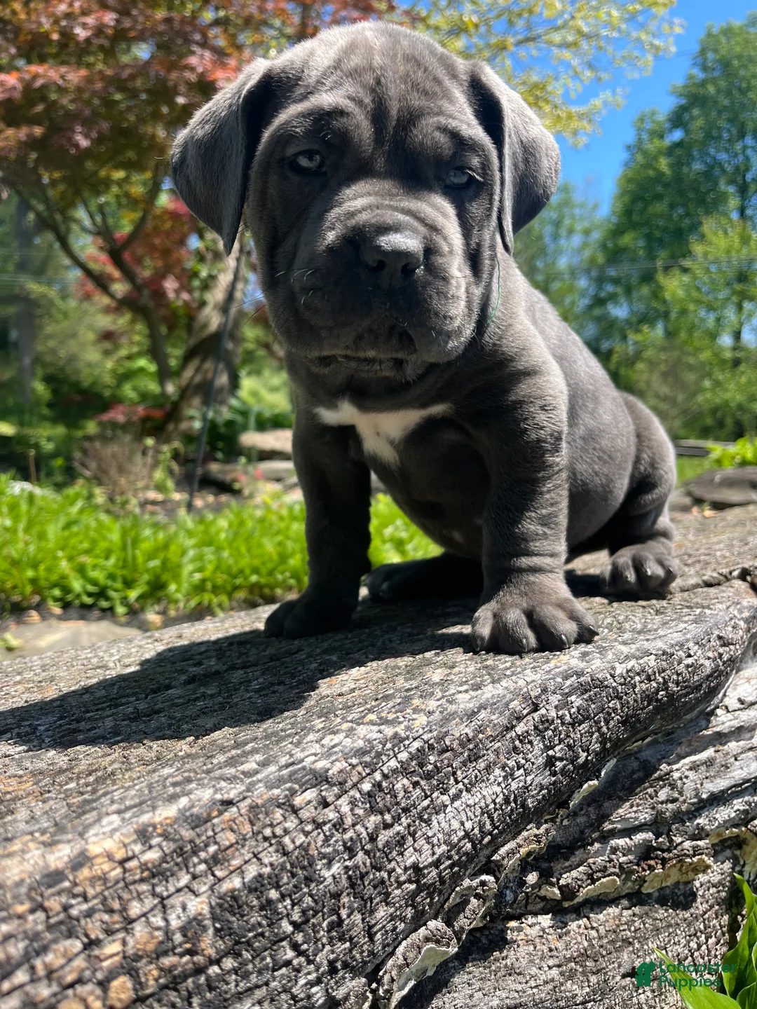 Cane Corso dogs for sale: Enzo  - Ad 2