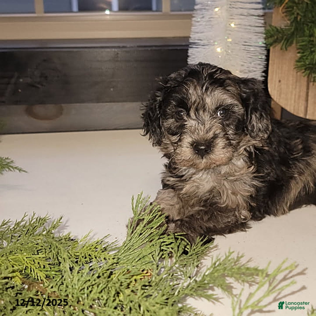 Mixed Breed dogs for sale: Trevor - Ad 3