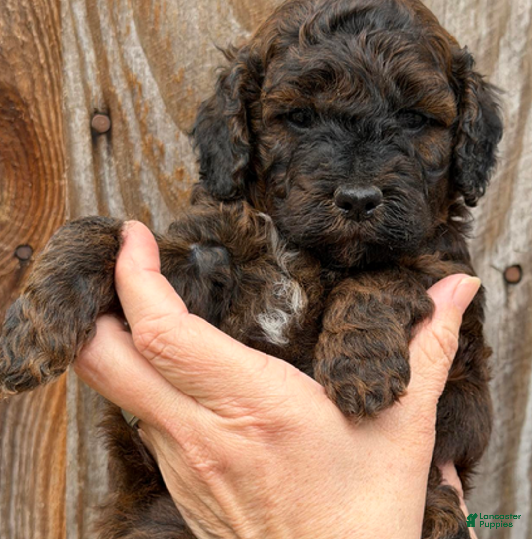 Goldendoodle dogs for sale: Black Collar Boy - Ad 3