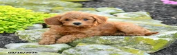 Miniature Poodle dogs for sale: Saltine - Ad 4