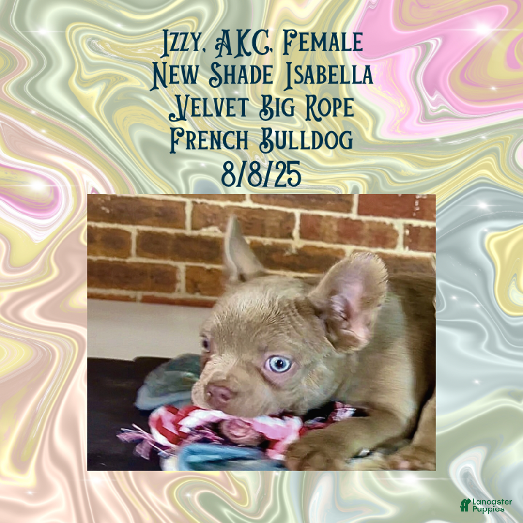 French Bulldog dogs for sale: 🐾 “Izzy the Velvet Queen: Blue-Eyed Beauty with Boss Energy & Breeding Potential” - Ad 15