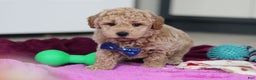 Mini Goldendoodle dogs for sale: Howie - Ad 4