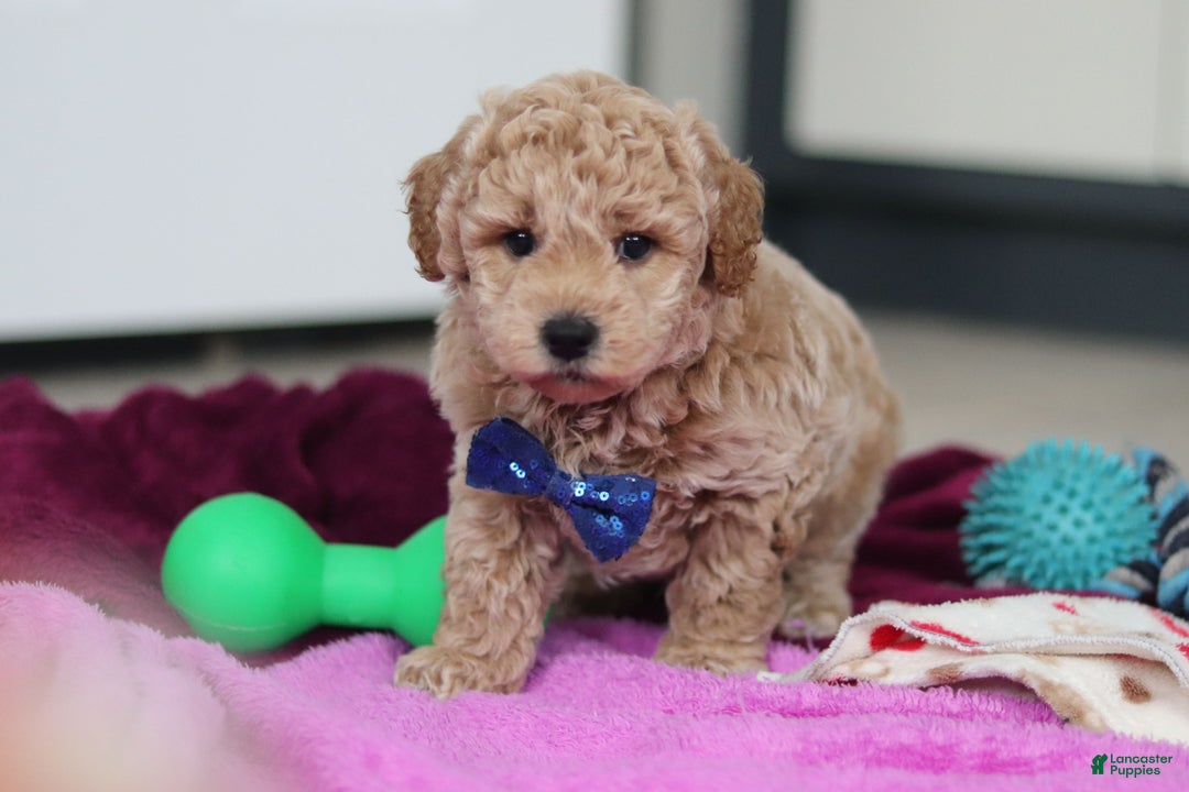 Mini Goldendoodle dogs for sale: Howie - Ad 4