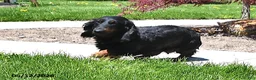 Miniature Dachshund dogs for sale: Kylee - Ad 6