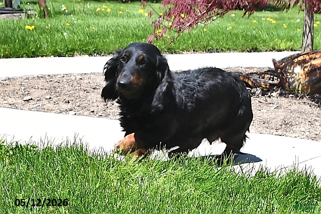 Miniature Dachshund dogs for sale: Kylee - Ad 6