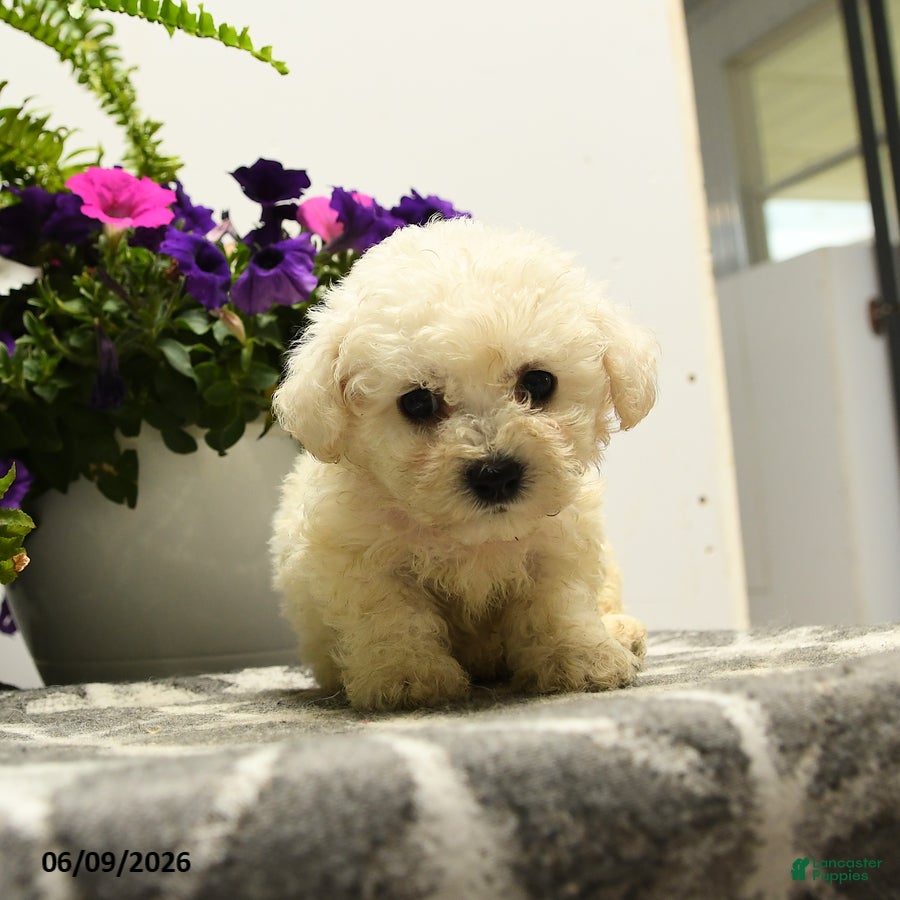 Bichon Frise dogs Bubba - Ad 2