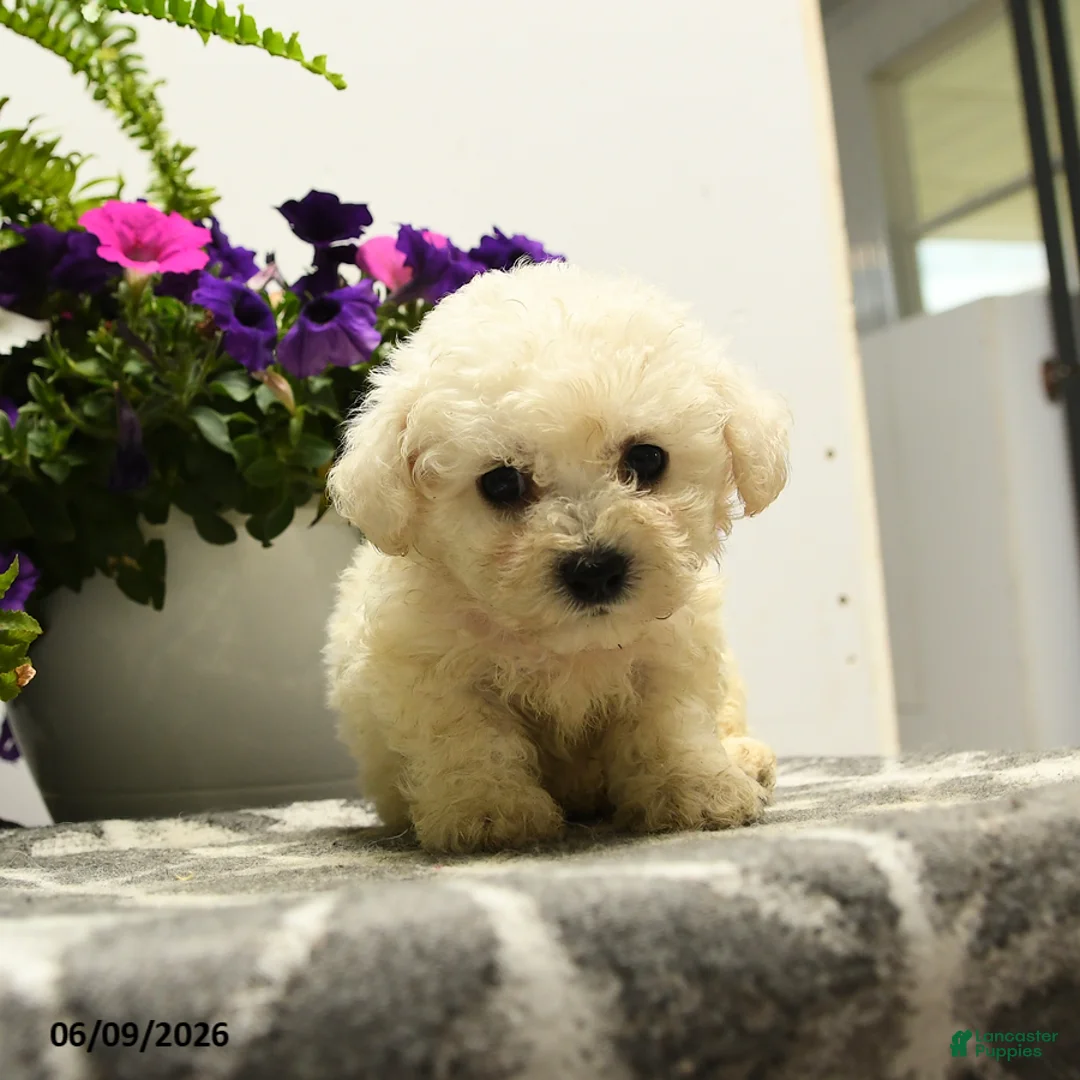 Bichon Frise dogs for sale: Bubba - Ad 2