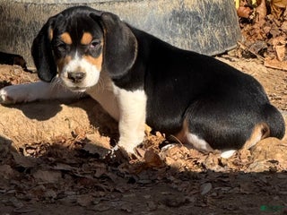 Beagle dogs Beagle Puppy 1 - Ad 39