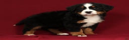 Bernese Mountain Dog dogs for sale: Claire - Ad 6