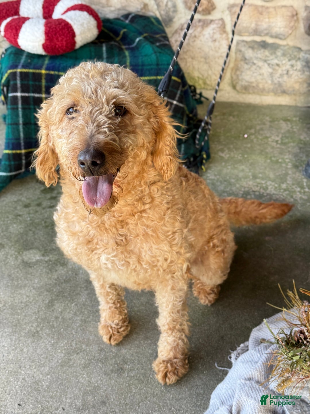 Mixed Breed dogs for sale: Sheba - Ad 1