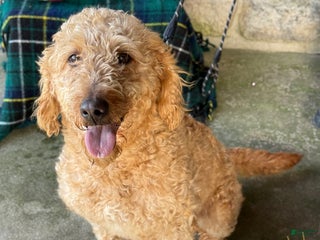 Mixed Breed dogs Sheba - Ad 4