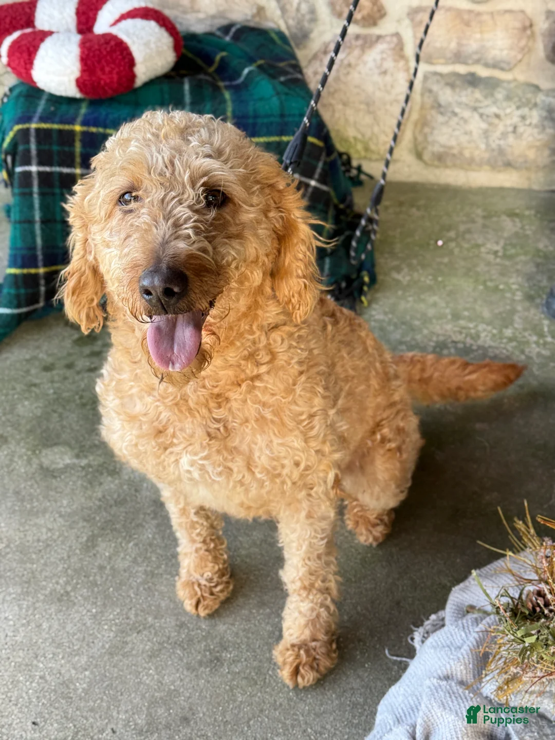 Mixed Breed dogs for sale: Sheba - Ad 1