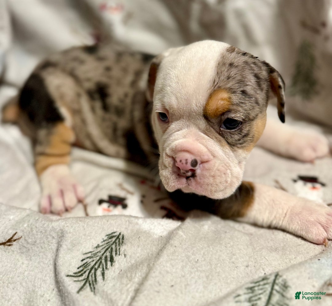 Olde English Bulldogge dogs for sale: Alexandria - Ad 3