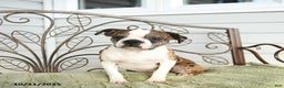 Boston Terrier dogs for sale: Dash - Ad 2